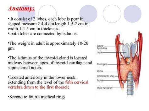 isthmus measures 3mm in thickness|normal thyroid size adult female.